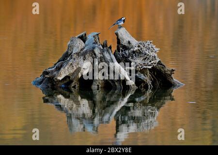 Frankreich, Doubs, Wasserwurzel, Graue Bachstelze (Motacilla alba alba), Reflexion Stockfoto