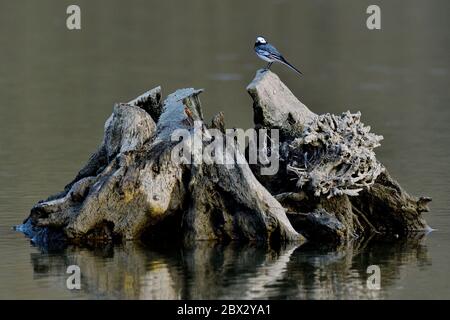 Frankreich, Doubs, Wasserwurzel, Graue Bachstelze (Motacilla alba alba), Reflexion Stockfoto