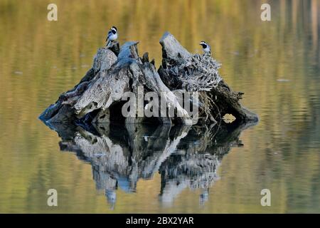 Frankreich, Doubs, Wasserwurzel, Graue Bachstelze (Motacilla alba alba), Reflexion Stockfoto