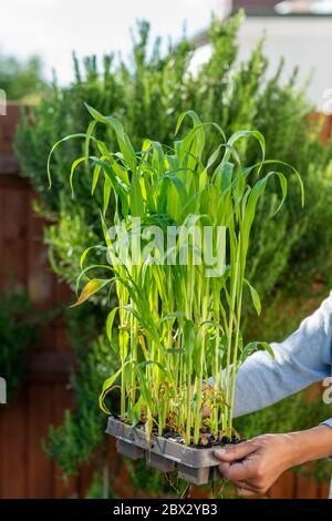 Frau hält Süsskornsätlinge, (Zea Mays), bereit für die Pflanzung im Freien, Surrey, Großbritannien Stockfoto