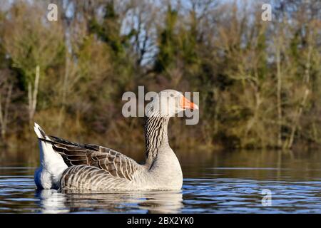 Frankreich, Doubs, Vieux-Chatmont, Marconnet-Teich, Graugänse (Anser anser) Stockfoto