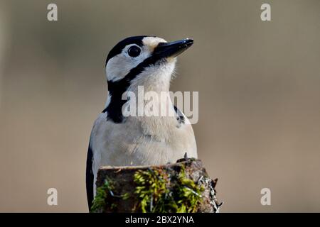 Frankreich, Doubs, Vögel, Buntspecht (Dendrocopos major) auf einem Stamm Stockfoto
