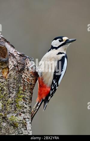 Frankreich, Doubs, Vögel, Buntspecht (Dendrocopos major) auf einem Stamm Stockfoto