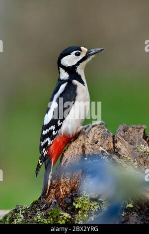 Frankreich, Doubs, Vögel, Buntspecht (Dendrocopos major) auf einem Stamm Stockfoto