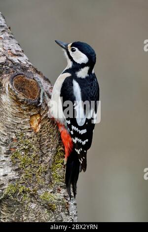 Frankreich, Doubs, Vögel, Buntspecht (Dendrocopos major) auf einem Stamm Stockfoto
