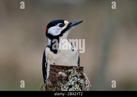 Frankreich, Doubs, Vögel, Buntspecht (Dendrocopos major) auf einem Stamm Stockfoto