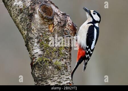 Frankreich, Doubs, Vögel, Buntspecht (Dendrocopos major) auf einem Stamm Stockfoto