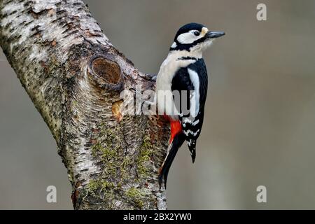 Frankreich, Doubs, Vögel, Buntspecht (Dendrocopos major) auf einem Stamm Stockfoto