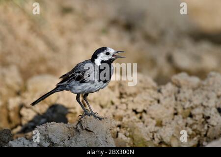 Frankreich, Doubs, Vogel, Graue Bachstelze (Motacilla alba), Erwachsene am Rande eines Teiches Stockfoto