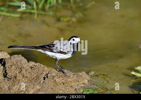 Frankreich, Doubs, Vogel, Graue Bachstelze (Motacilla alba), Erwachsene am Rande eines Teiches Stockfoto