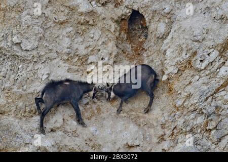 Frankreich, Doubs, Mathay, GEMSE (RUPICAPRA rupicapra) in einem Steinbruch entwickelt Stockfoto