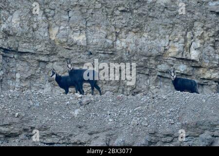 Frankreich, Doubs, Mathay, GEMSE (RUPICAPRA rupicapra) in einem Steinbruch entwickelt Stockfoto