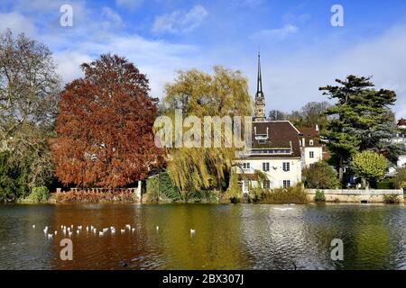 Frankreich, Doubs, Montbéliard, Saint Mainboeuf Kirche, Ufer des Allan Flusses, Schwarzkopfmöwen (Chroicocephalus ridibundus) Stockfoto