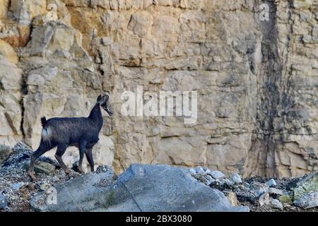 Frankreich, Doubs, Mathay, GEMSE (RUPICAPRA rupicapra) in einem Steinbruch entwickelt Stockfoto