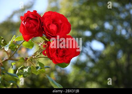 Drei rote Rosen Close Up - Isabel Renaissance Roses hat schöne volle Blüten von tiefem samtigem Rot. Leichter Duft Stockfoto
