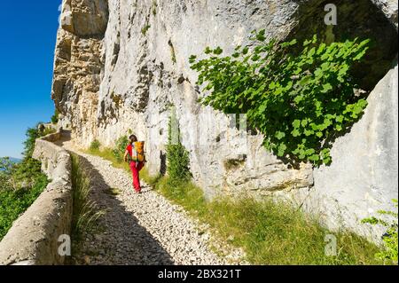 Frankreich, Drôme (26), regionaler Naturpark Vercors, Rousset-en-Vercors, Montagne de Nève, Wanderer auf einem Wanderpfad, der von einer niedrigen Steinmauer zwischen dem Rousset-Pass (1249m) und dem Chironne-Pass (1416m) begrenzt ist Stockfoto