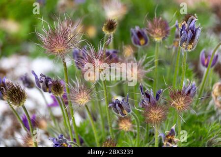 Pulsatilla montana, eine der Arten der Gattung Pulsatilla, bekannt als osterblume oder Wiesenanemone oder Pasquenblume oder Präriecrocus oder Windblume Stockfoto