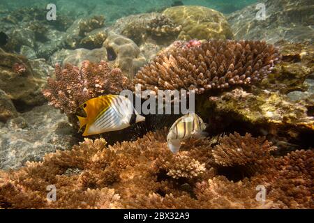 Frankreich, Réunion (französische Überseeabteilung), Westküste, Saint Gilles Les Bains (Stadt Saint-Paul), Korallenriff der Ermitage Lagune, Fadenfellbutterfisch (Chaetodon auriga) und Seeigel (Unterwasseransicht) Stockfoto