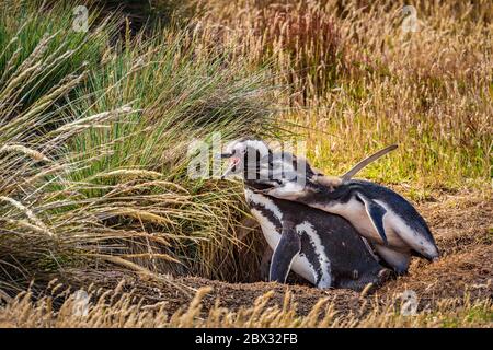 Falklandinseln, Carcass Island, 2 Jungtiere einer Magellanic Penguin Familie (Spheniscus magellanicus) betteln am Eingang ihres Terrier von einem Erwachsenen um ihre Nahrung Stockfoto