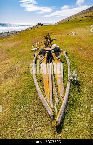 Falklandinseln, Saunders Island, Skelett eines jungen Rudolphi- oder Nördlichen Wals oder Rudolphi-Wals oder Rudolph sei (Balaenoptera borealis) Stockfoto
