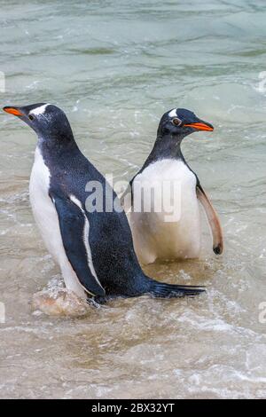 Falklandinseln, West Falkland, Grave Cove, größte Kolonie von Gentoo-Pinguinen oder Papuanen (Pygoscelis papua) auf den Falklandinseln, mit 4500 Paaren Stockfoto