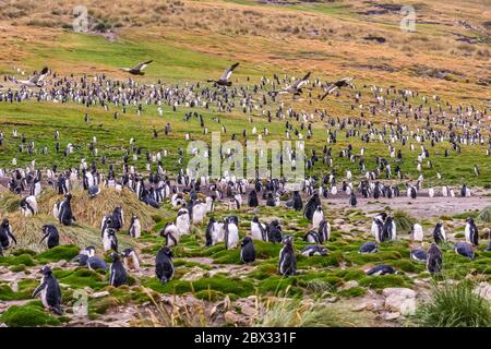 Falklandinseln, West Falkland, Grave Cove, größte Kolonie von Gentoo-Pinguinen oder Papuanen (Pygoscelis papua) auf den Falklandinseln, mit 4500 Paaren Stockfoto