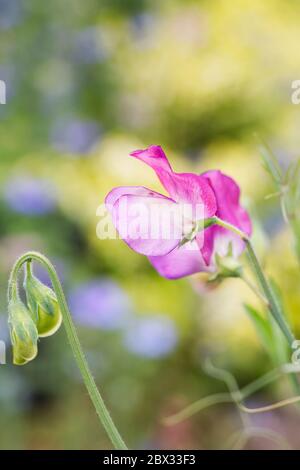 Lathyrus odoratus 'Spanische Tänzerin'. Süße Erbsenblüte. Stockfoto