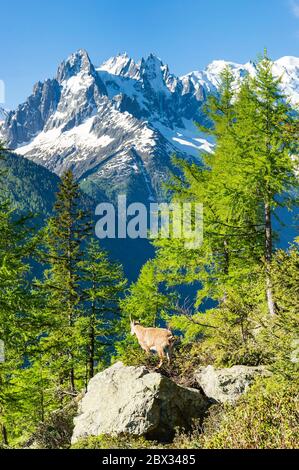 Frankreich, Haute-Savoie (74), Mont Blanc Massif, Argentière, junger Alpenbock Capra Steinbock mit den Aiguilles de Chamonix im Hintergrund Stockfoto