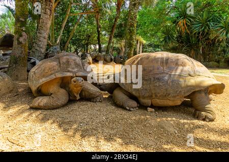 Zwei riesige Turtel schauen sich auf mauritius in einem Park an. Stockfoto