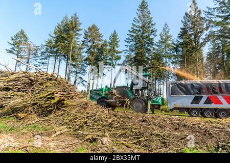 Frankreich, Somme (80), Crécy-en-Ponthieu, Forêt de Crécy, Herstellung von Hackschnitzeln (ONF Energie Bois), Zerkleinerung auf dem Grundstück wird das am Straßenrand gelagerte Holz mit Zerkleinerern zerkleinert, die die Späne in Späne oder Lastwagen gießen, um direkt Kesselräume oder Lagerräume zu versorgen Stockfoto