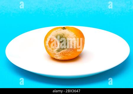 Verdorbene faule Mandarine auf weißem Teller auf blauem Hintergrund. Stockfoto