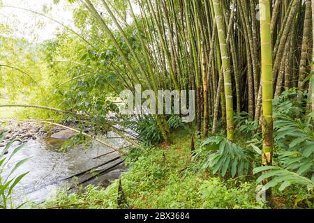 Kolumbien, Quindio Department, Salento, Kulturlandschaft von kolumbien Kaffee, Finca Don Elias, Bambushain Stockfoto