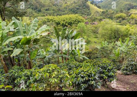 Kolumbien, Quindio Department, Salento, Kulturlandschaft von kolumbien Kaffee, Finca Don Elias, ökologische Kaffeeplantage Stockfoto