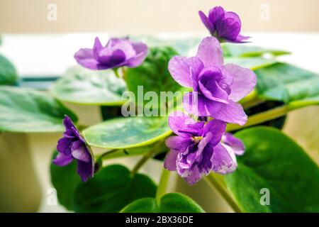 Nahaufnahme von violetten Saintpaulia-Blüten, die als afrikanische Veilchen bekannt sind, selektiver Fokus. Stockfoto