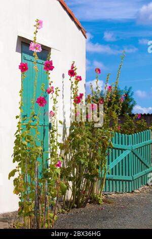 Frankreich, Charente-Maritime (17), façade et Rose trémière, Symbole de la région, à Bourcefranc-le-Chapus Stockfoto