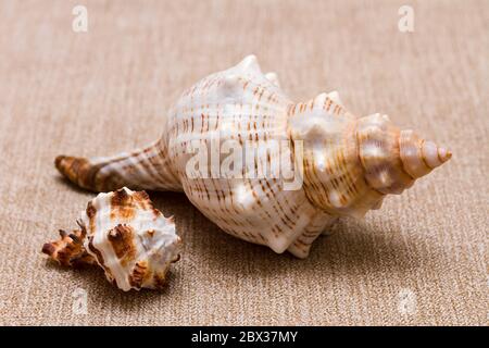 Zwei Muscheln auf einem beige Textilhintergrund Stockfoto