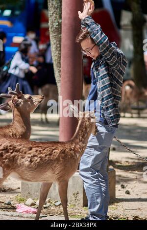 Nara / Japan - 12. Mai 2018: Touristen werden von schelmischen Rehen auf der Suche nach Hirsch-Crackern (Shika-senbei) im Nara Park, Nara, Japan, angegriffen Stockfoto