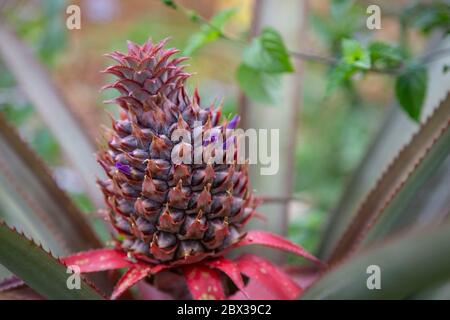 Kuba, Provinz Pinar del Rio, Vinales, Tal von Vinales, Vinales Nationalpark zum UNESCO-Weltkulturerbe erklärt, Ananas Stockfoto