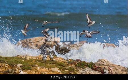 Eine Gruppe von Dunlins, die nach dem Meerwasser abhob, spritzte gegen das Riff Stockfoto