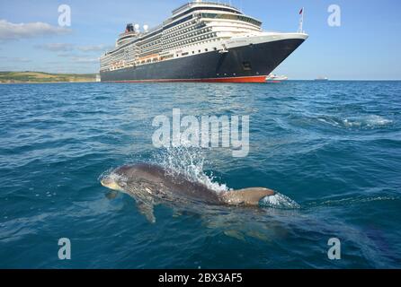 Ein Tümmler begrüßt Cunards Kreuzfahrtschiff MS Queen Victoria, das während der Sperrung des Coronavirus 2020 in Weymouth Bay, Dorset, Großbritannien, vor Anker liegt Stockfoto