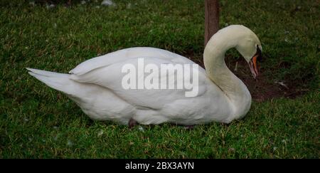 Mute Swan sitzt auf Gras mit Hals in einer starken S-Kurve als aggressive Haltung für Vögel gehalten Stockfoto