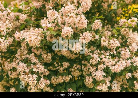 catalpa Baum blühend mit weißen Blumen. Stockfoto