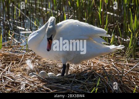 Stummer Schwan (Cygnus olor) beim Schlüpfen die Eier im Nest prüfen Stockfoto