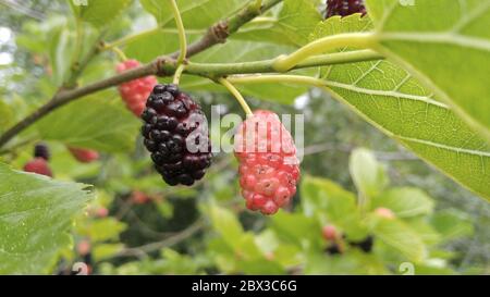 Maulbeerbeeren, reif und nicht Stockfoto