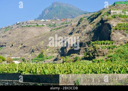 Bananenplantage auf La Palma Stockfoto