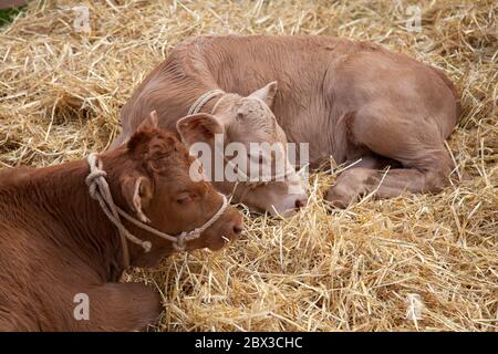 Zwei junge Kälber in einem Stall, der auf Stroh liegt Stockfoto