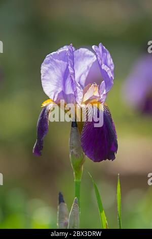 Iris blüht. Printime auf Cape Cod Stockfoto