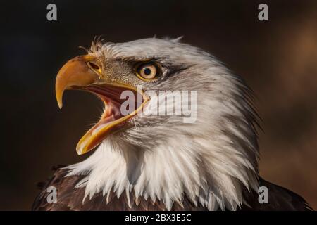 Weißkopfseeadler mit offenem Schnabel aus der Seitenansicht und offenem Auge. Foto auf dunklem Hintergrund. Stockfoto