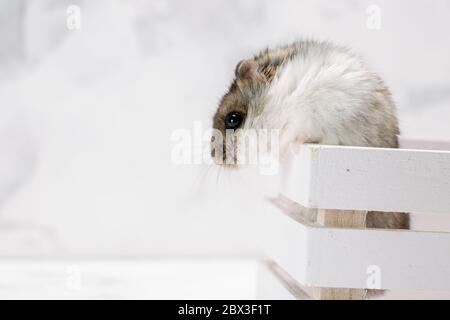 Hamster in weißem Korb auf dem grauen Hintergrund. Stockfoto