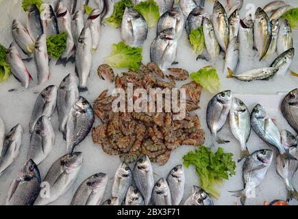 Barsch Cupra gilt und Garnelen Rohe Fische Nahrung auf Eis Foto Stockfoto